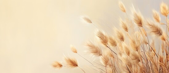 Arrangement made with dried pampas grass isolated pastel background Copy space - obrazy, fototapety, plakaty