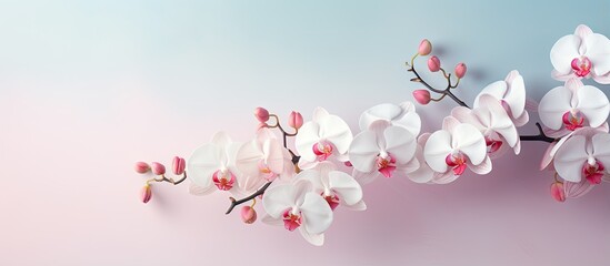 Vibrant array of orchid blossoms isolated pastel background Copy space