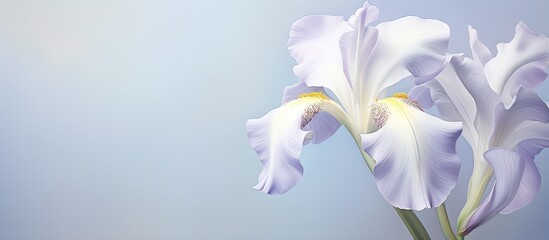 Fototapeta na wymiar Beautiful white iris flower in a isolated pastel background Copy space close up