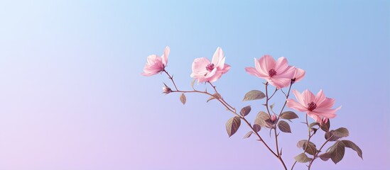 Gorgeous flower set against isolated pastel background Copy space