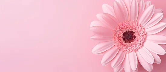 Fototapeten Close up photo of a pink gerbera flower against a isolated pastel background Copy space © HN Works