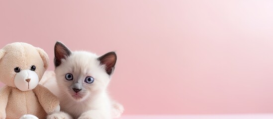 Siamese kitten and toy alone on isolated pastel background Copy space