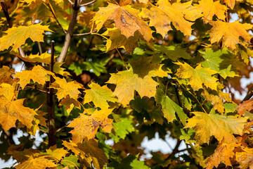 Autumn maple leaves on a tree in the park, toned
