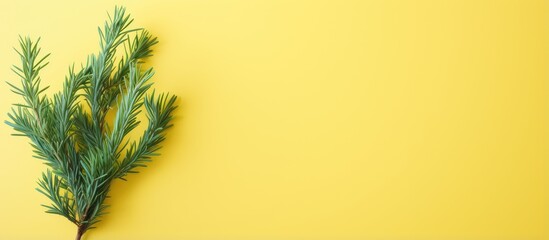 Fototapeta na wymiar Lemon Cypress plant photographed against isolated pastel background Copy space