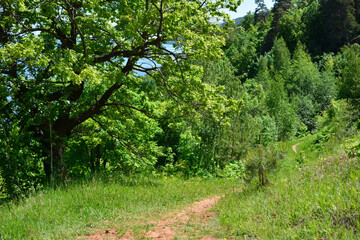Fototapeta na wymiar empty hiking trail with oak tree on the side in sunny day 
