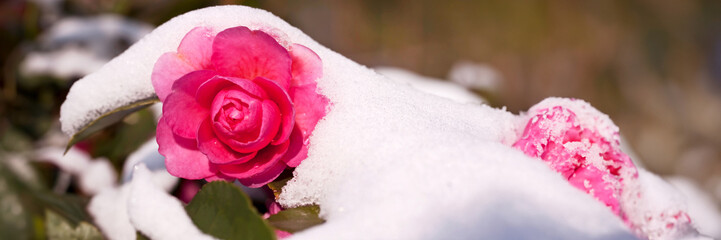 Close up of a camelia flower under the snow in winter