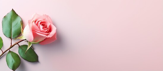 Fototapeta na wymiar Pink rose flower on a isolated pastel background Copy space