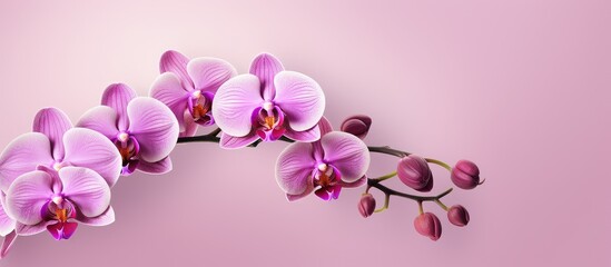 Pink phalaenopsis orchid branch on a isolated pastel background Copy space