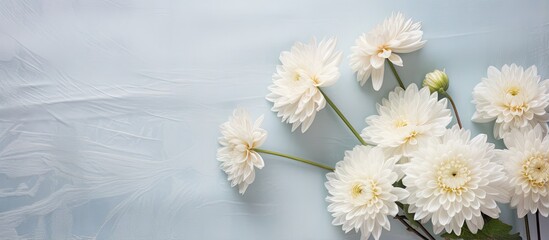 Obraz premium White chrysanthemum in vase on lace cloth with soft window light in the background Ideal for weddings and romantic themes Ample room for letter wallpaper isolated pastel background Copy space