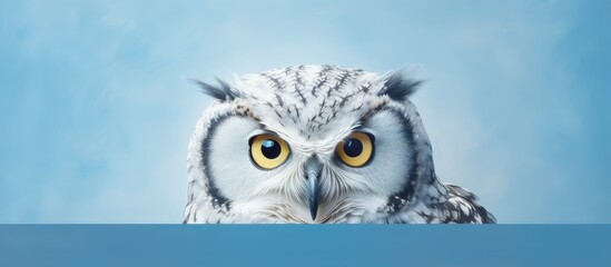 Owl a bird with big eyes isolated pastel background Copy space