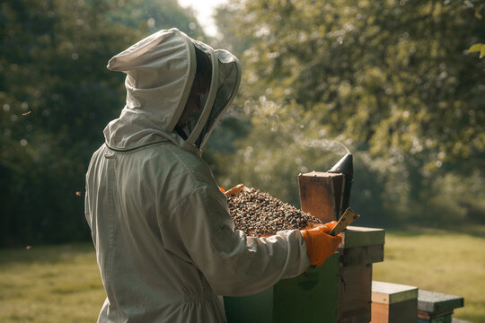 Bee keeper working with honey bees, man made bee hive