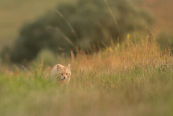 approche d'un chat érrant dans la campagne un soir d'été