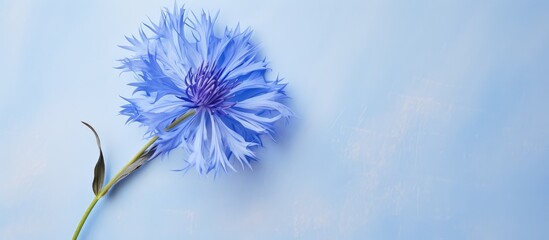 Cornflower on a isolated pastel background Copy space - obrazy, fototapety, plakaty