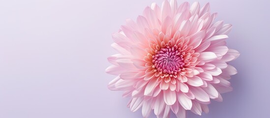Asters pink flower alone isolated pastel background Copy space