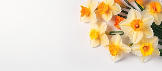 Fototapeta na wymiar Daffodils on isolated pastel background Copy space