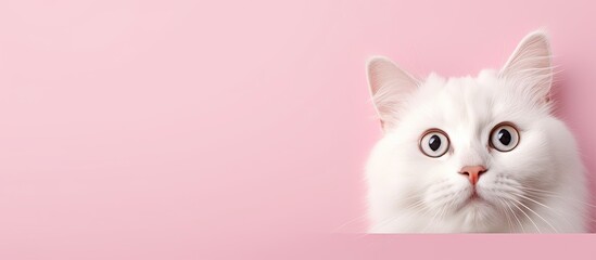 White cat with surprise expression alone on isolated pastel background Copy space en background Portrait - obrazy, fototapety, plakaty