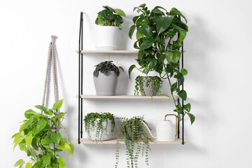 Green houseplants in pots and watering can on shelves near white wall