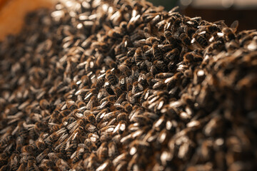 Honey bees close up, bee hive frame, insects