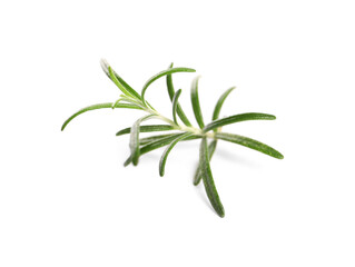 Obraz premium Sprig of fresh rosemary isolated on white