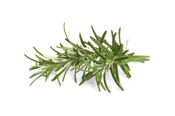 Sprig of fresh rosemary isolated on white
