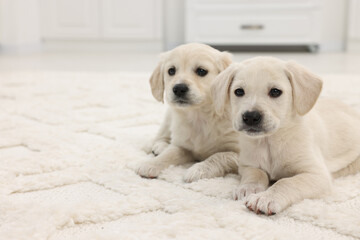 Cute little puppies on white carpet indoors. Space for text