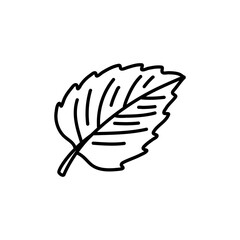 Hand drawn illustrations of mint leaves isolated on white background