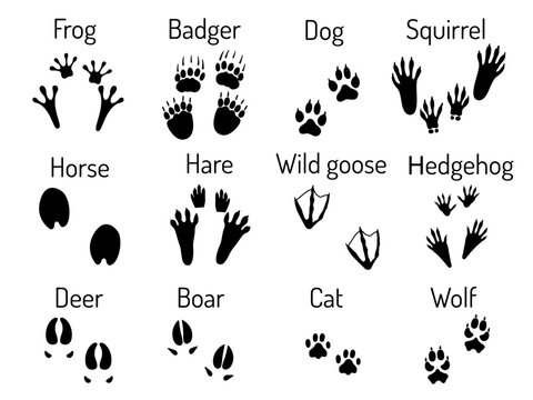 Traces of wild and domestic animals. Paw prints of a frog, badger, dog, squirrel, horse, hare, wild goose, hedgehog, wild boar, deer, cat, wolf. Black and white vector illustration.