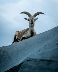 Arui Goat - obrazy, fototapety, plakaty