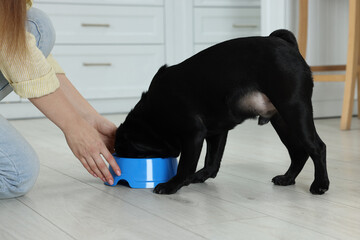 Woman feeding her adorable Pug dog in kitchen, closeup