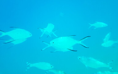 Snorkeling underwater views fish Corals turquoise water Rasdhoo island Maldives.