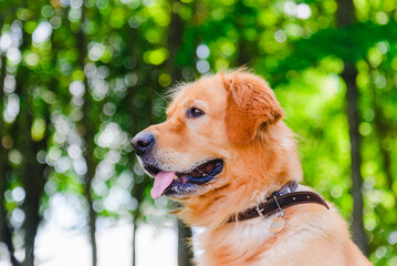 Portrait of Golden labrador dog sitting on the grass against the background of a green forest.Summer day.Closeup.Side view.