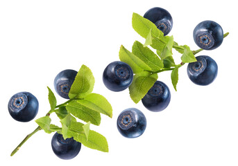 Many fresh ripe blueberries and green leaves flying on white background