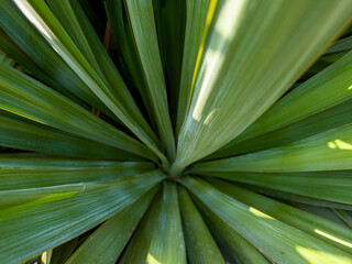 Close up of Yucca - abstract background