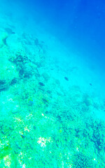 Snorkeling underwater views fish Corals turquoise water Rasdhoo island Maldives.