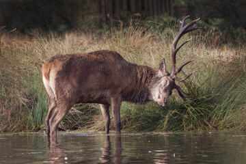 Old deer stag maintaining his antlers