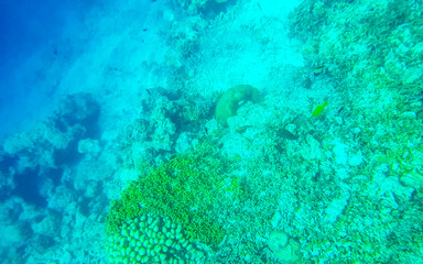 Snorkeling underwater views fish Corals turquoise water Rasdhoo island Maldives.