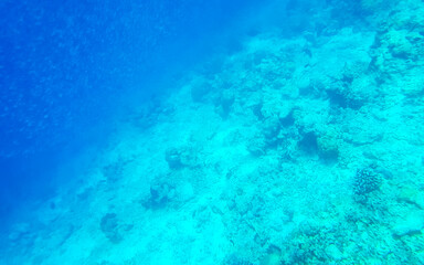 Snorkeling underwater views fish Corals turquoise water Rasdhoo island Maldives.