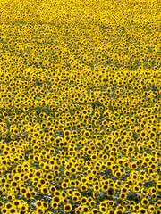 Sunflower field Sunflower natural background. Sunflower blooming