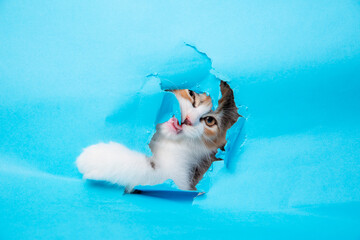 cute fluffy pet kitten lying on a white background look at the camera. the head of a kitten with its paws raised, peeking through an empty white sign with the inscription. A domestic kitten looks out 
