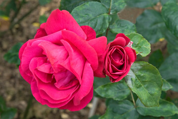 Rosier, Rose 'Passion'