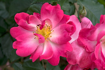 Rosier, Rose 'Kathleen Ferrier'