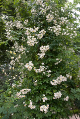 Rosier, Rose 'Thalia'