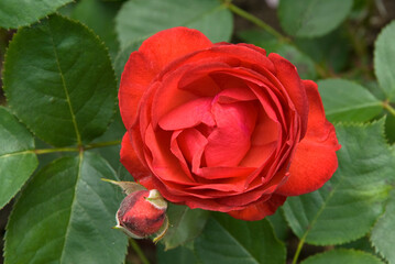 Rosier, Rose 'Embrasement'