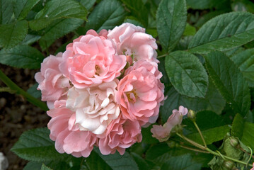 Rosier, Rose 'Souvenir d'Adolphe Turc'