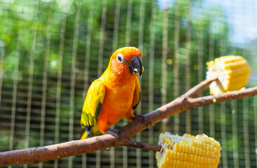 The sun conure (Aratinga solstitialis), also known as the sun parakeet parrot eating corn from the tree in Kuala Lumpur