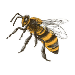 Colorful hand drawn honey bee illustration