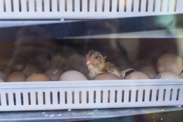 New born chick near eggshell in incubator © Tatiana