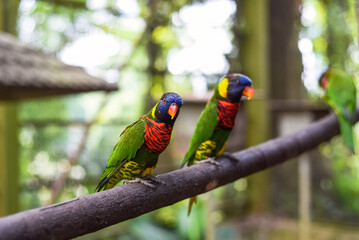Loriini parrots sitting on a branch in Kuala Lumpur, Malaysia