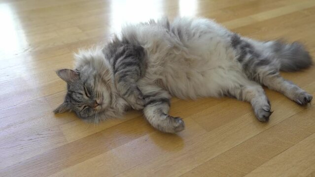 Fluffy domestic cat lies on parquet floor purring