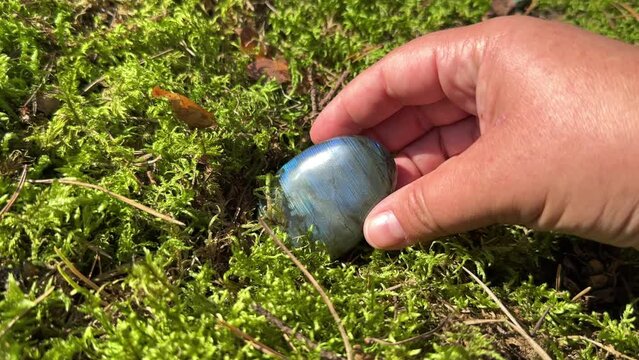 Labradorite polished crystal oval shaped in a hand. Beautiful sparkling blue healing gemstone against moss background.